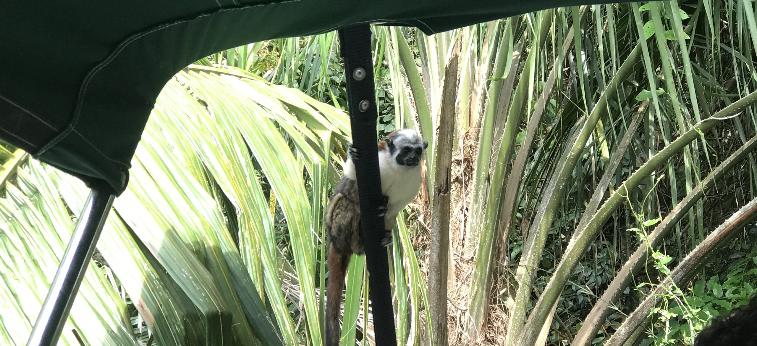 Panama-monkey-closeup-scaled.jpg